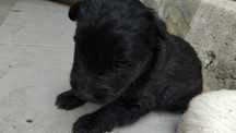 Cãozinho para adoção