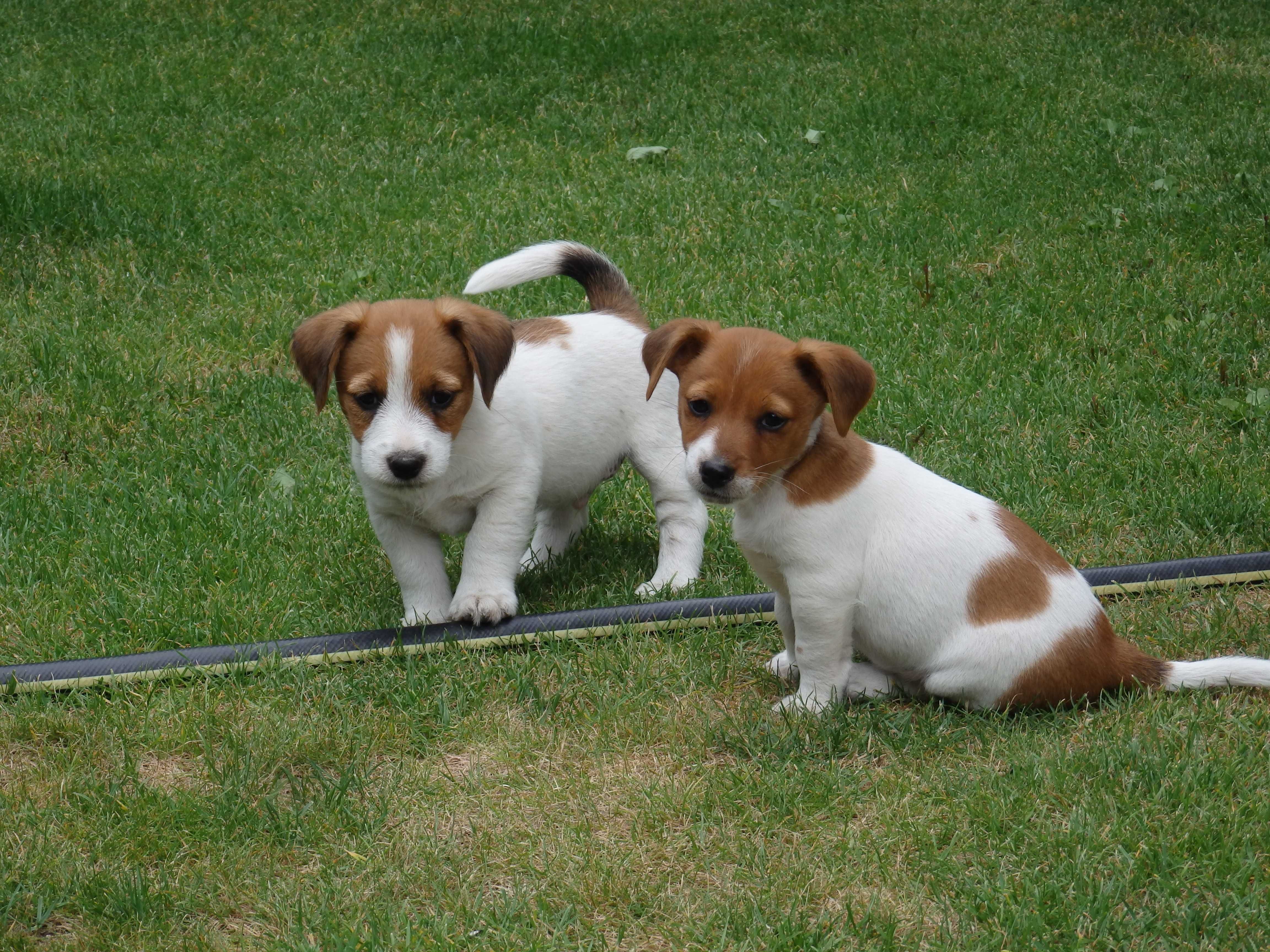 Jack Russell Terrier piesek w środku #SMARTIE JACKS# pure breed male