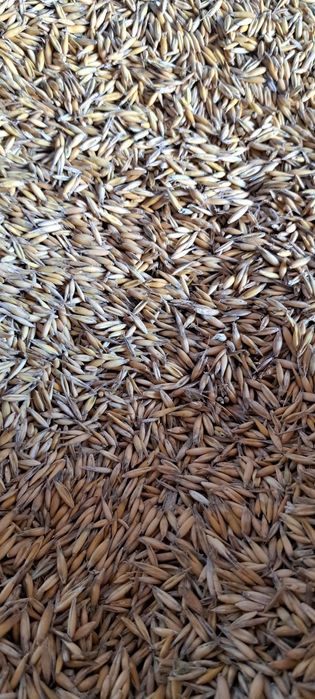 Witam sprzedam owies