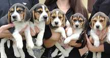Szczeniak Beagle tricolor