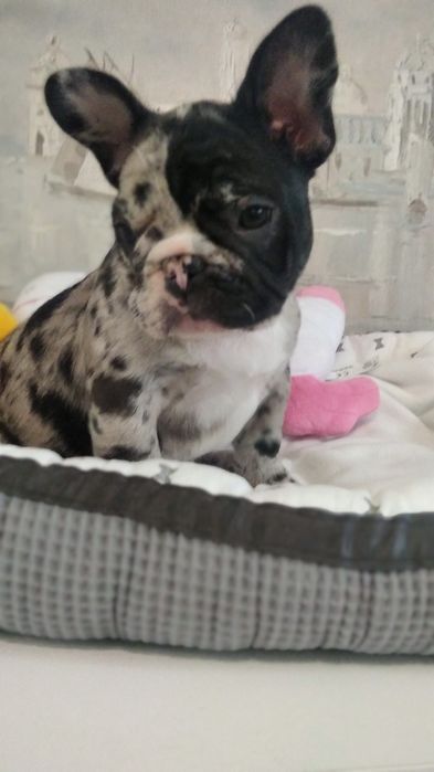 Шикарная красуня девчуля