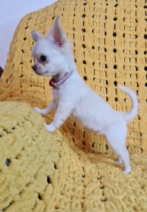 Длинная шерсть, окрас крем, Девочка яихуахуа