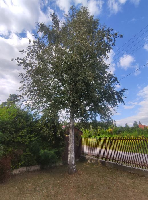 Oddam drewno za ścięcie - Justynów