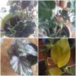Kwiaty begonia, Sheperdi, begonia koralowa, paprotka