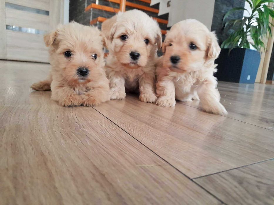 suczka westiepoo