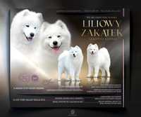 Samoyed śliczny szczeniak