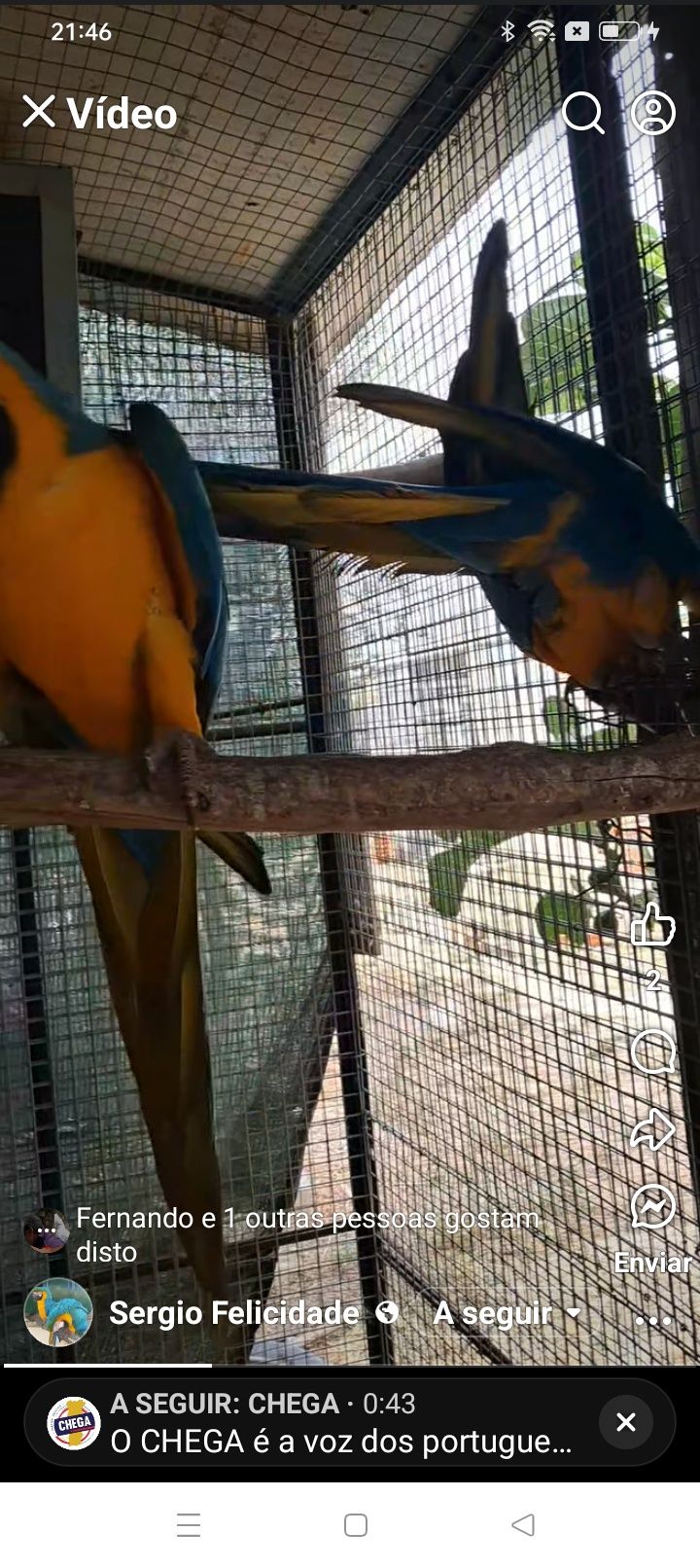Casal de araras ararunas
