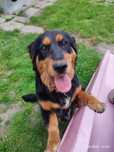 Oddam w dobre ręce, Luna, młoda suczka po Cockiel Spaniel