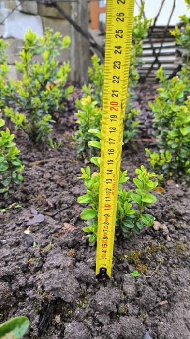 Самшит вічнозелений.