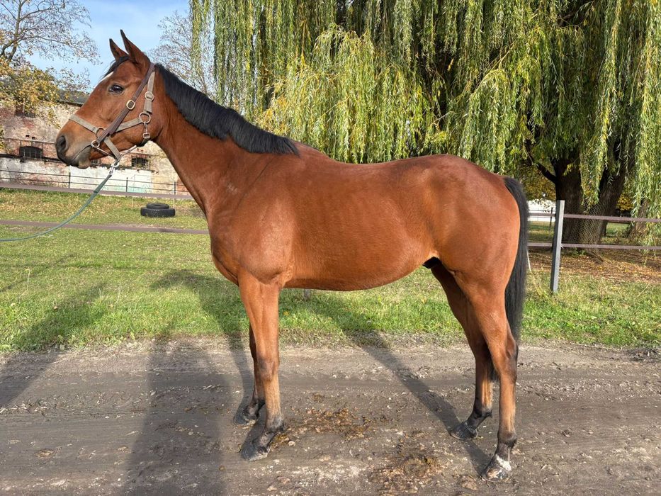 3 letni Wałach Pełnej Krwi na sprzedaż