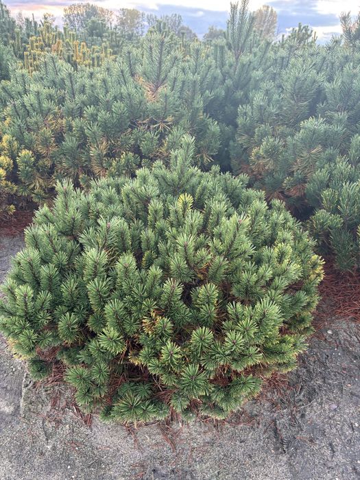 Kosodrzewina Pumilio – piękne sadzonki w różnych rozmiarach