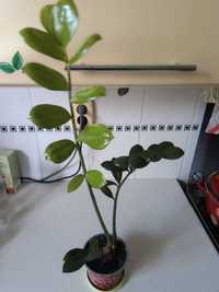 Замиокулькас (Долларовое дерево) 57см. Молодое растение