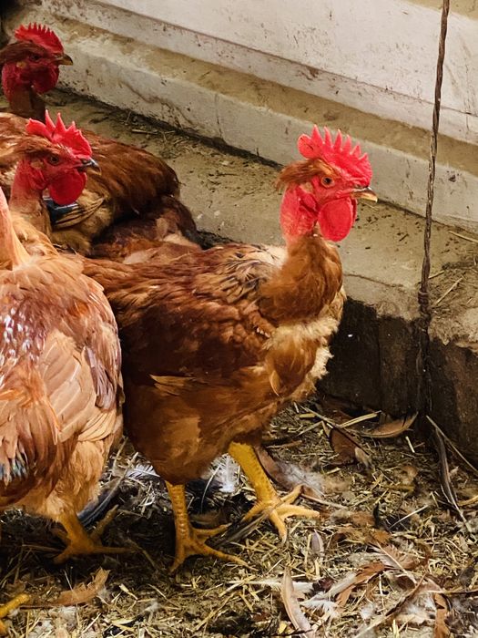 Galos e galinhas de exelente qualidade.