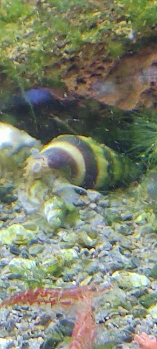 Ślimaki Helenki zjadają inne ślimaki, dużo ślimaków