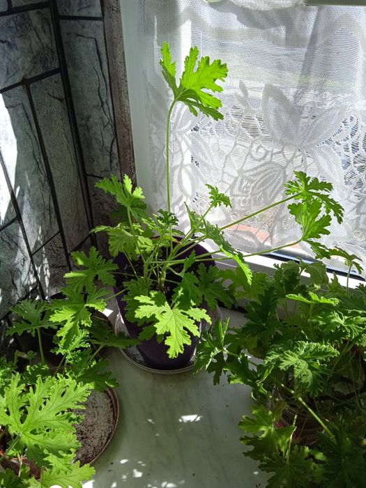 Geranium 1 sztuka 30 zl