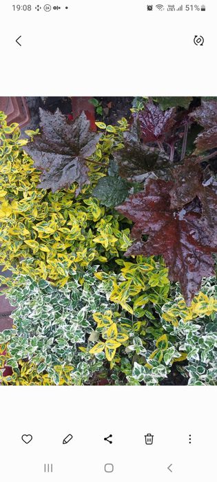 Кампсис  вейгела лапчатка жимолость бересклет гібіскус