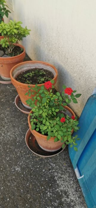 Vaso de barro com rosas
