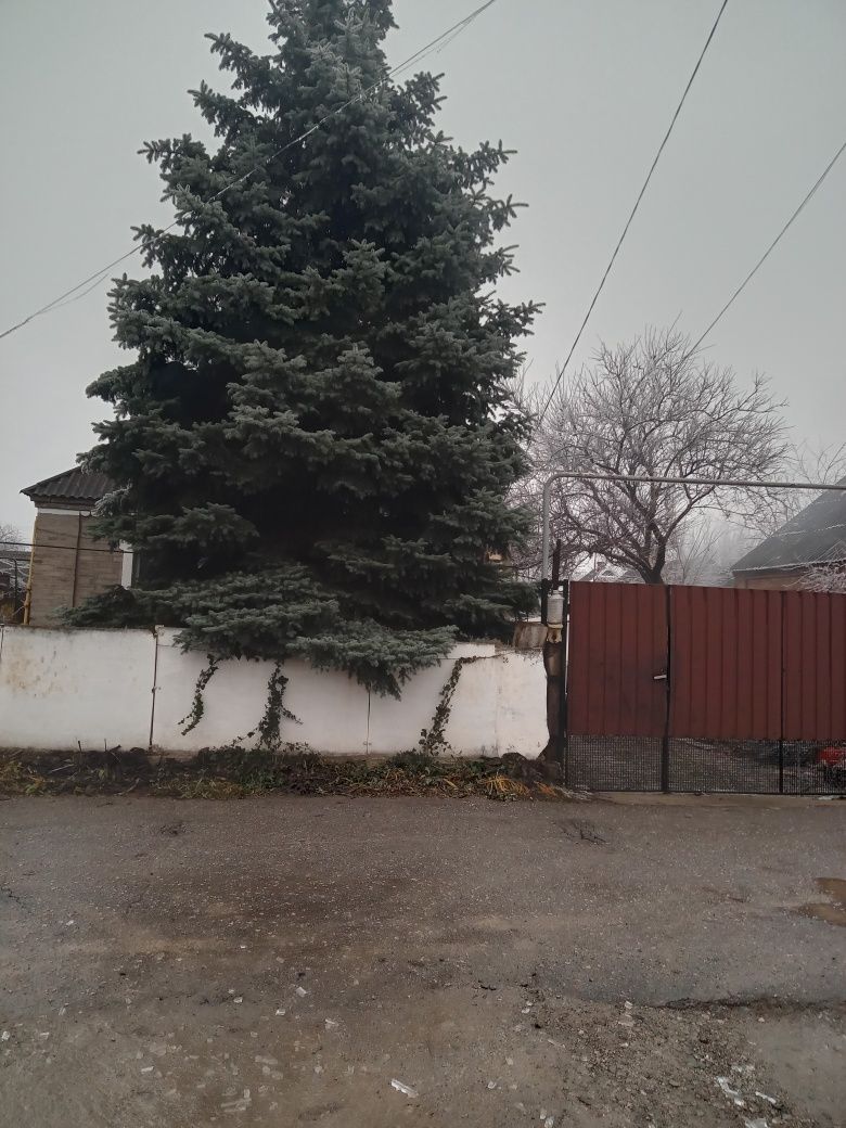 Продам ель голубую с шишками