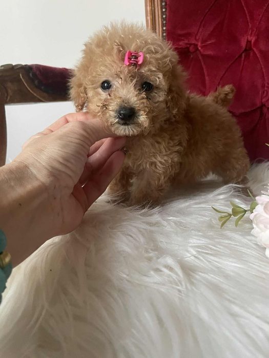 Wyjątkowa suczka Tori  pudel toy aprikot krótka kufa