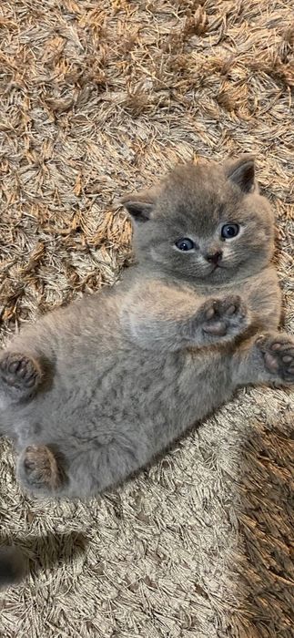 British Shorthair  azul