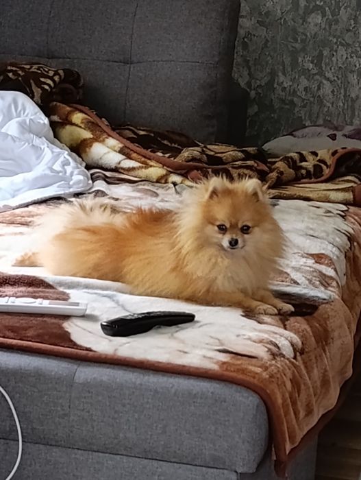 Pomeranian (Szpic miniaturowy) z hodowli z FCI