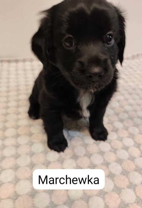 Oddam trzy szczeniaki