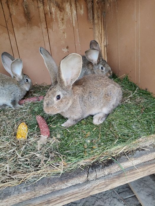 Króliki Belgi Olbrzymy