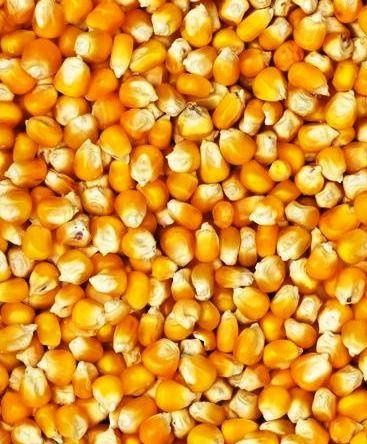 Продам кукурудзу