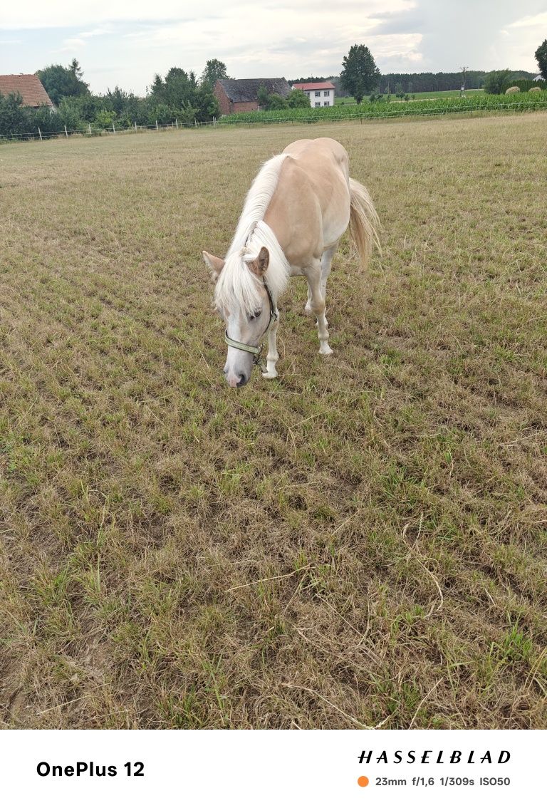 Klaczka i ogierek haflinger