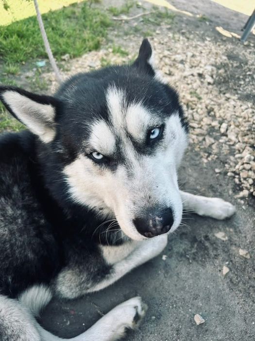 Młody Przyjazdy Husky Szuka DOBREGO Domu
