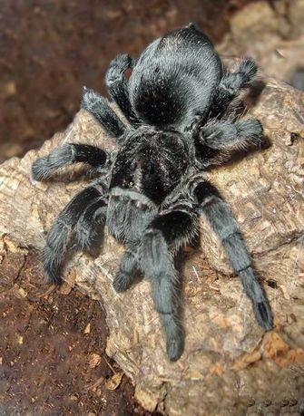 Паук Grammostola pulchra адульт самец