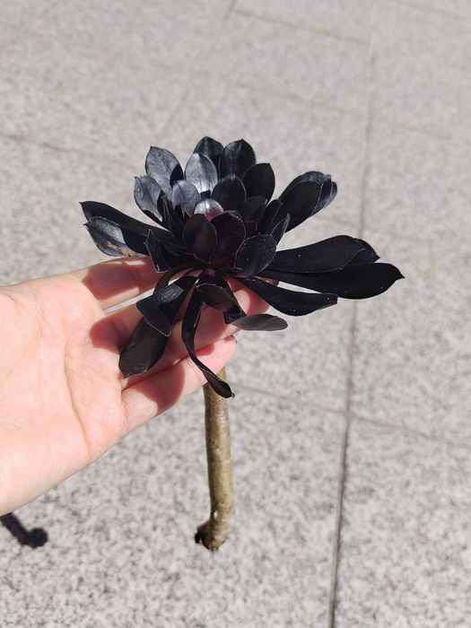 Aeonium Arboreum Zwartkop