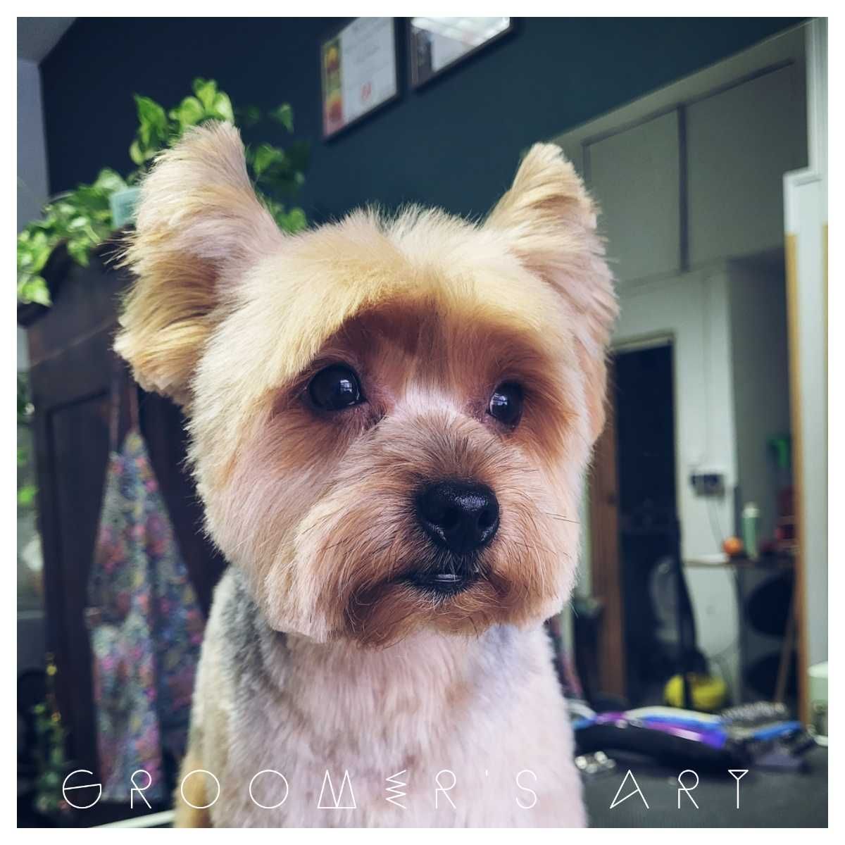 Kurs groomerski Psi fryzjer Groomer Salon dla psów SPA dla psa