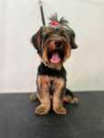 Dou yorkshire terrier fêmea - 7 meses