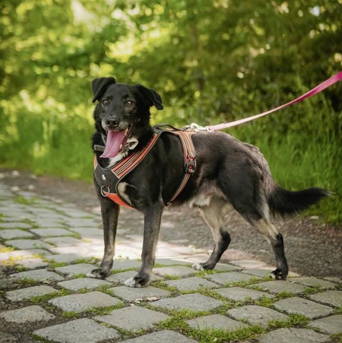 Kochany pies Maloy do adopcji