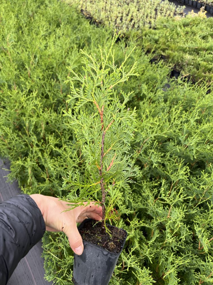 Thuja occidentalis Flevoland