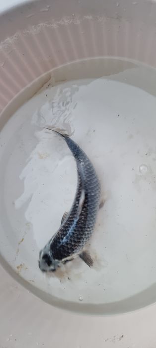Carpa Koi - 35 cm