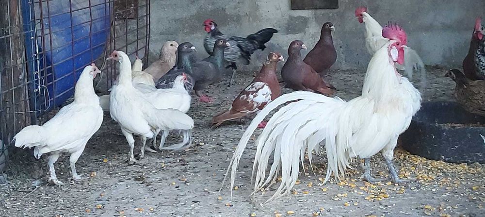 Galinhas FÉNIX BRANCAS – Mutação RARA