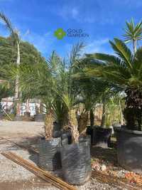Palmeira Phoenix disponível várias alturas! Coqueiros / Jardim / Relva
