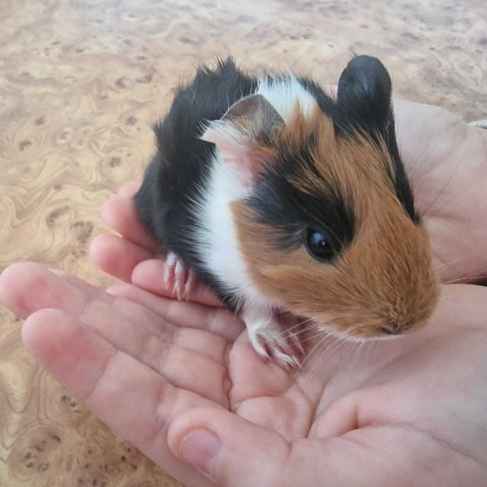 Świńka morska typ rozetka