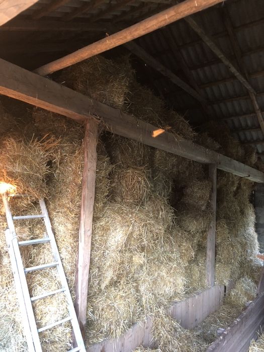 słoma i siano tegoroczna kostki