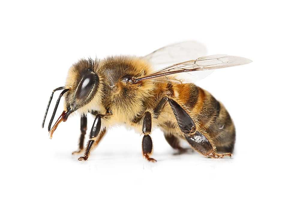 Odkłady pszczele, pszczoły ule ramka wielkopolska