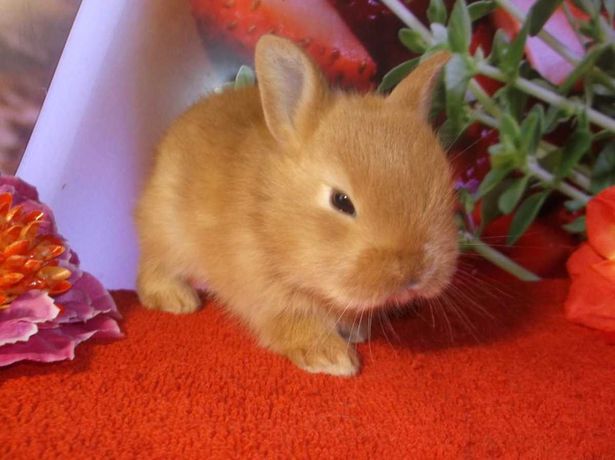 Рыжий кролик: торчеухий декоративный кролик, породистый из питомника!
