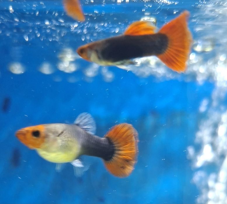 Guppy red nose tuxedo