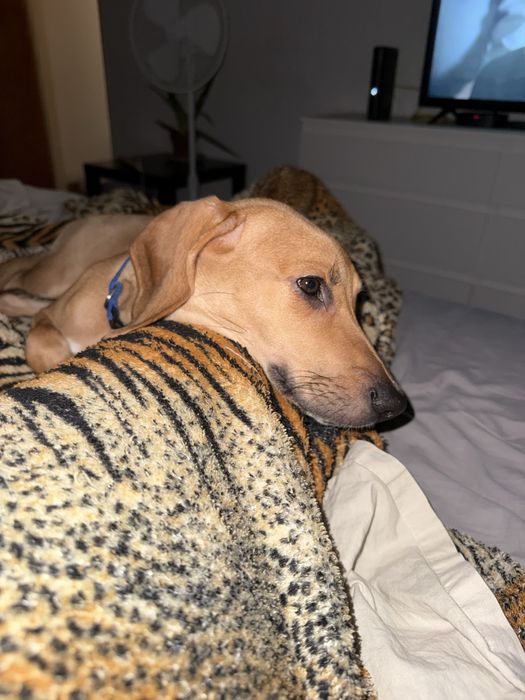 Beagle/Rafeiro 8 meses e com todas as vacinas em dias.