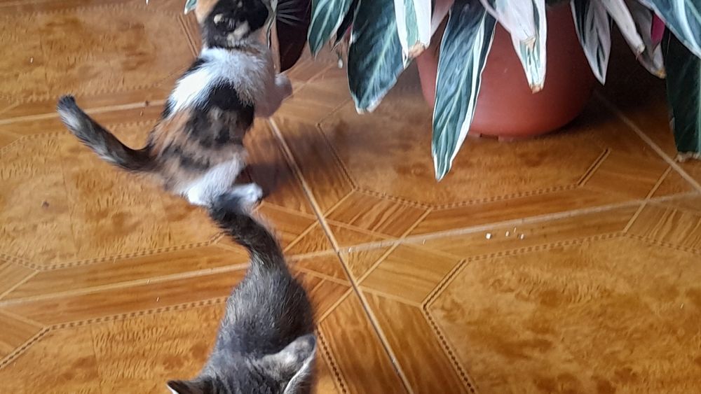 Dou Gatinhos bebés(2 meses)