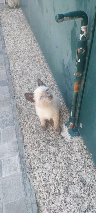 Gatinhos para adoção (Braga)