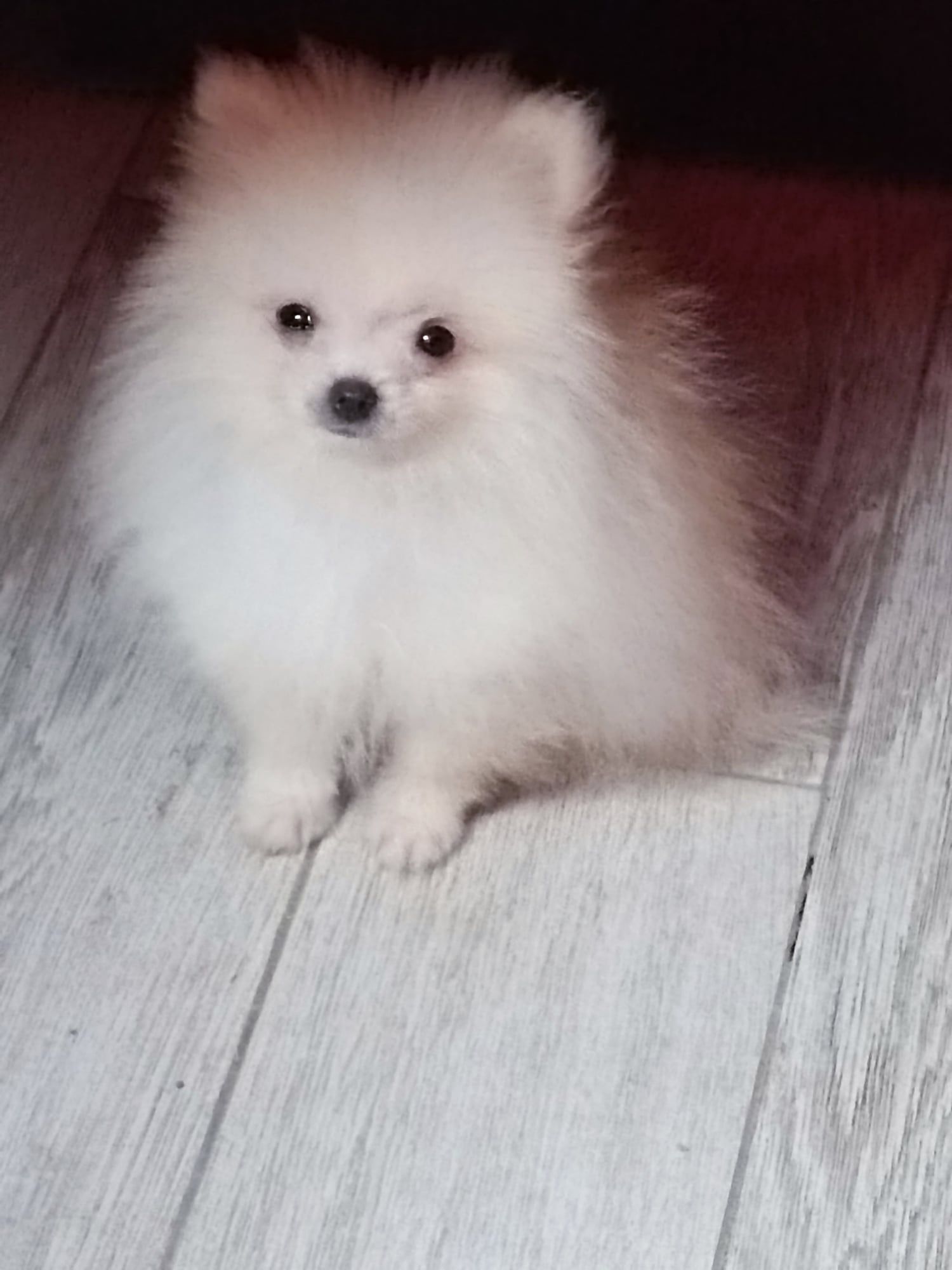 Pomeranian piesek