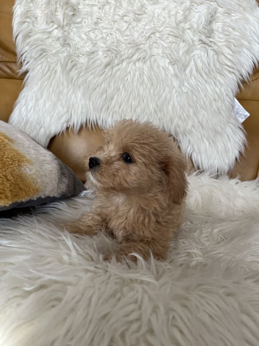 Maltipoo- suczka