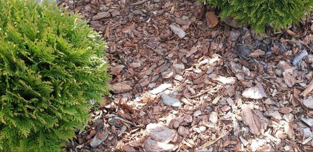 Kora sosnowa ogrodowa